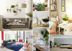 The Role of Plants in the Interior Design
